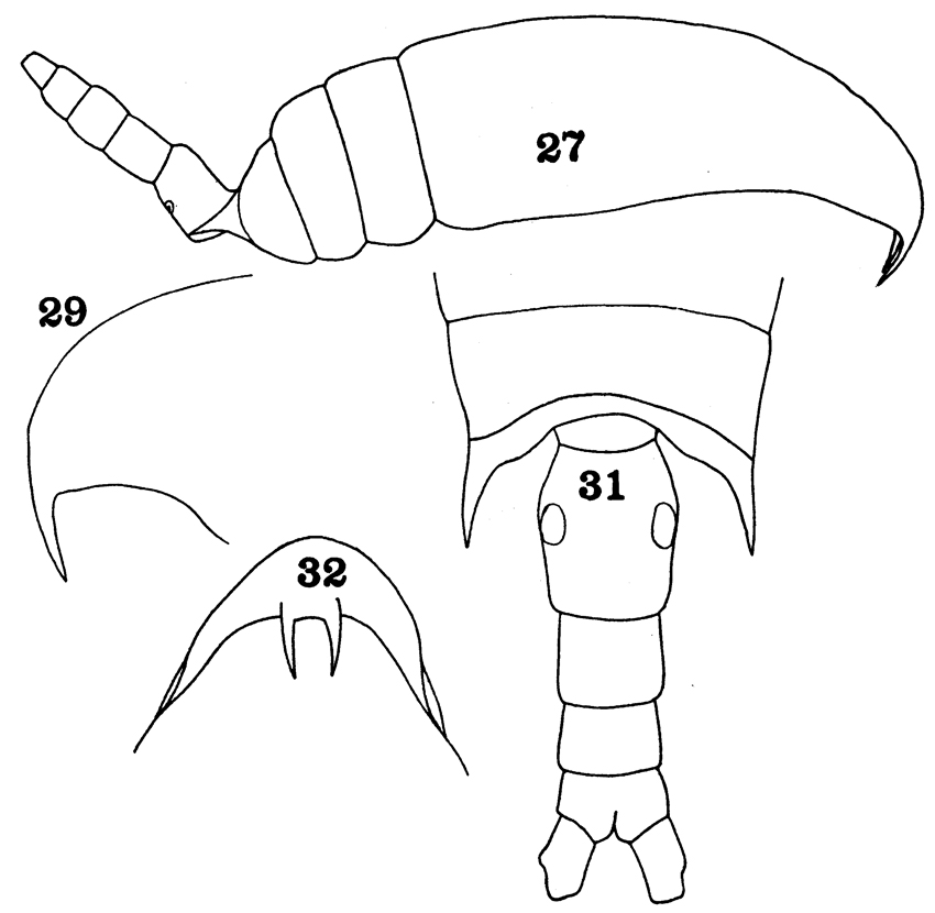 Species Aetideopsis rostrata - Plate 13 of morphological figures