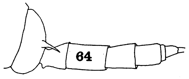 Espèce Gaetanus tenuispinus - Planche 17 de figures morphologiques