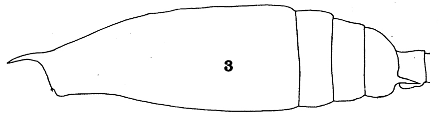 Espce Gaetanus secundus - Planche 4 de figures morphologiques