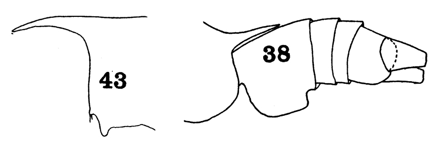 Espce Gaetanus secundus - Planche 5 de figures morphologiques