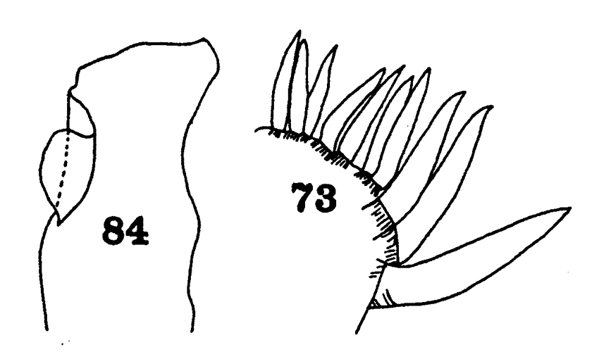 Espce Gaetanus secundus - Planche 6 de figures morphologiques