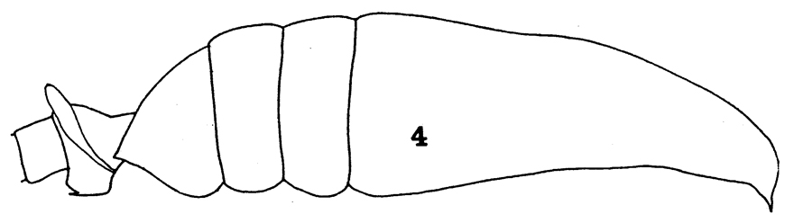 Espèce Undeuchaeta intermedia - Planche 6 de figures morphologiques