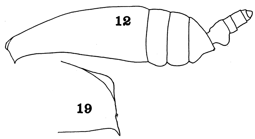 Species Undeuchaeta incisa - Plate 17 of morphological figures