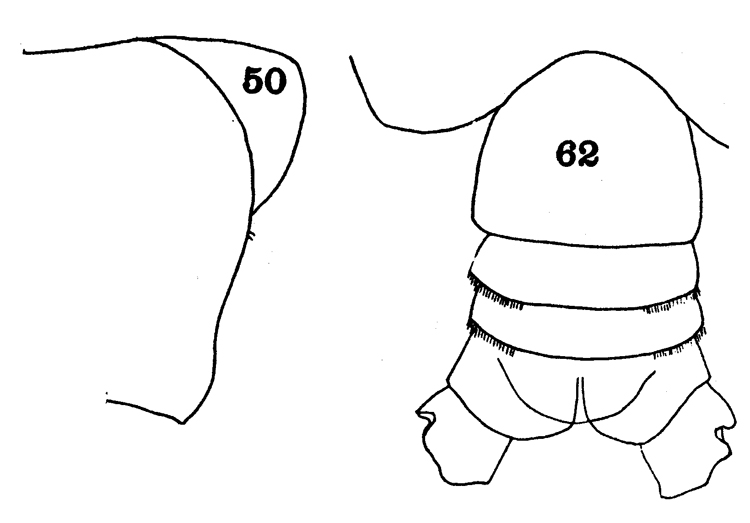 Espce Euchirella maxima - Planche 17 de figures morphologiques
