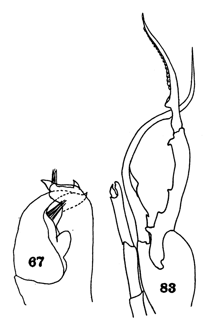Espce Euchirella truncata - Planche 12 de figures morphologiques