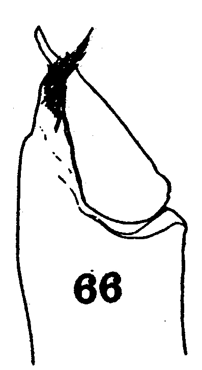Espce Euchirella rostrata - Planche 16 de figures morphologiques
