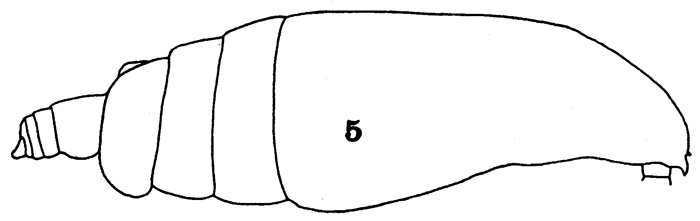 Espce Euchirella truncata - Planche 14 de figures morphologiques