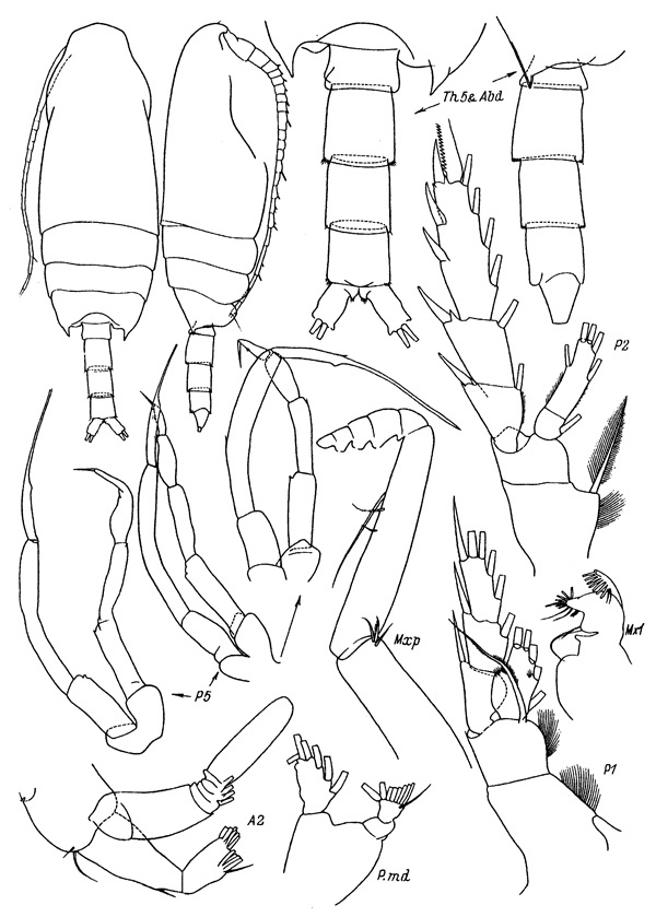 Espèce Chiridius polaris - Planche 5 de figures morphologiques