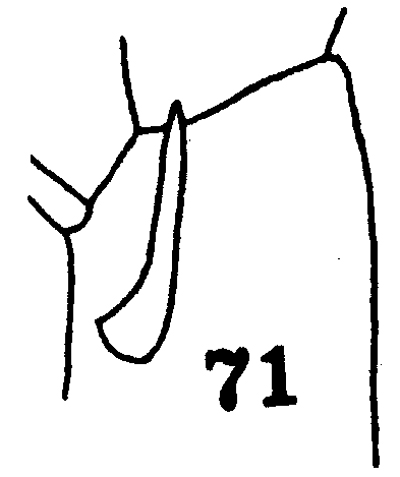 Espce Euchirella truncata - Planche 17 de figures morphologiques