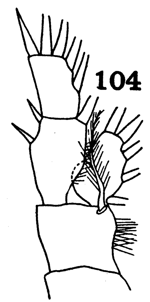 Espce Euchirella truncata - Planche 18 de figures morphologiques