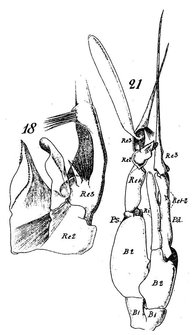 Espce Euchaeta acuta - Planche 7 de figures morphologiques
