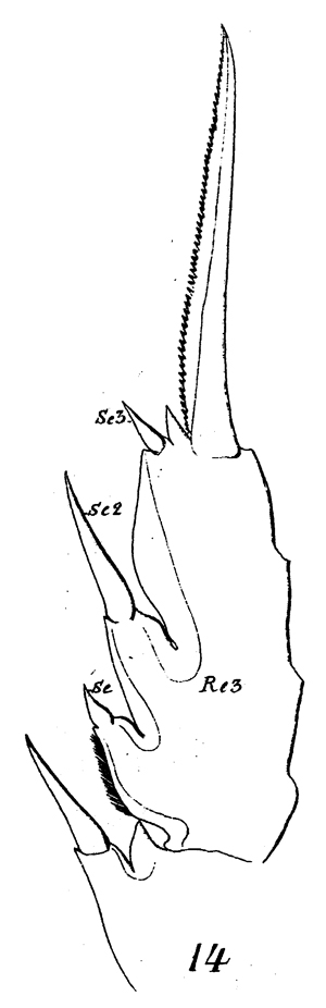 Espèce Euchaeta acuta - Planche 12 de figures morphologiques