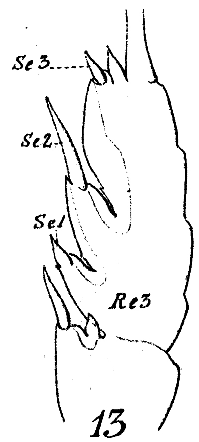 Species Euchaeta media - Plate 13 of morphological figures