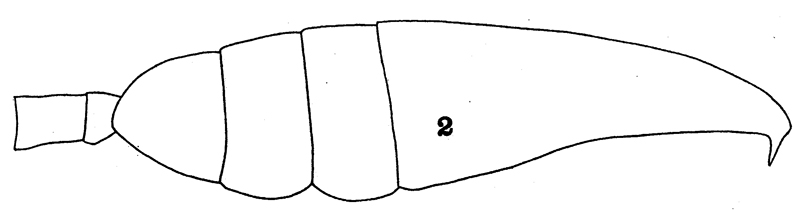 Espce Euchaeta tenuis - Planche 6 de figures morphologiques