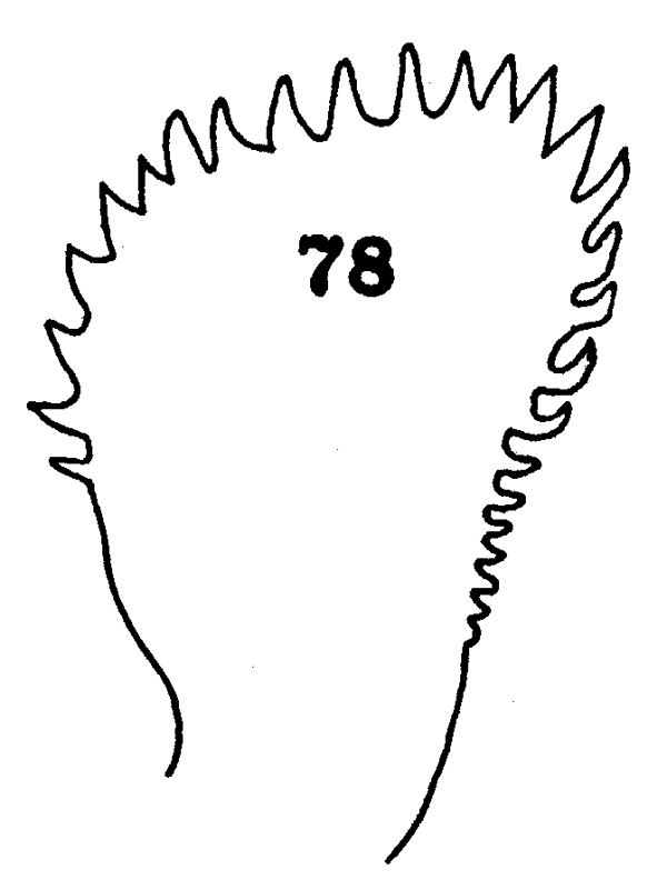 Species Euchaeta tenuis - Plate 8 of morphological figures