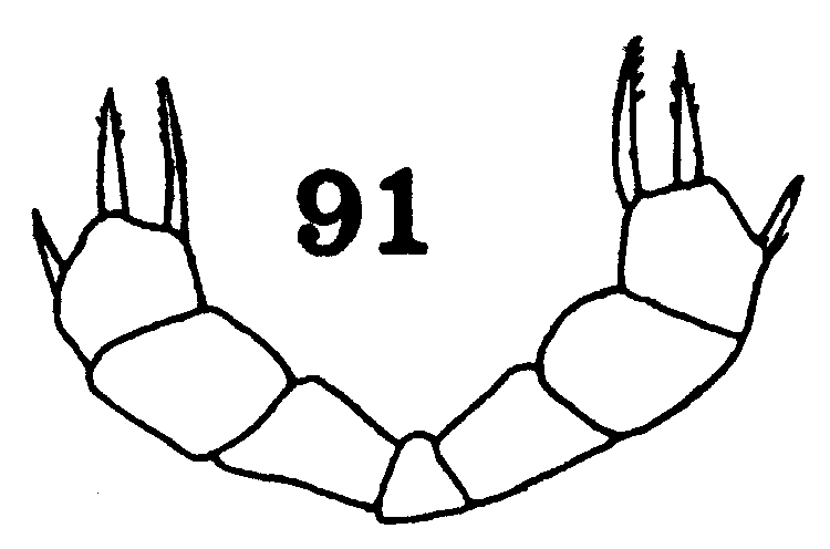 Espèce Xanthocalanus pulcher - Planche 2 de figures morphologiques