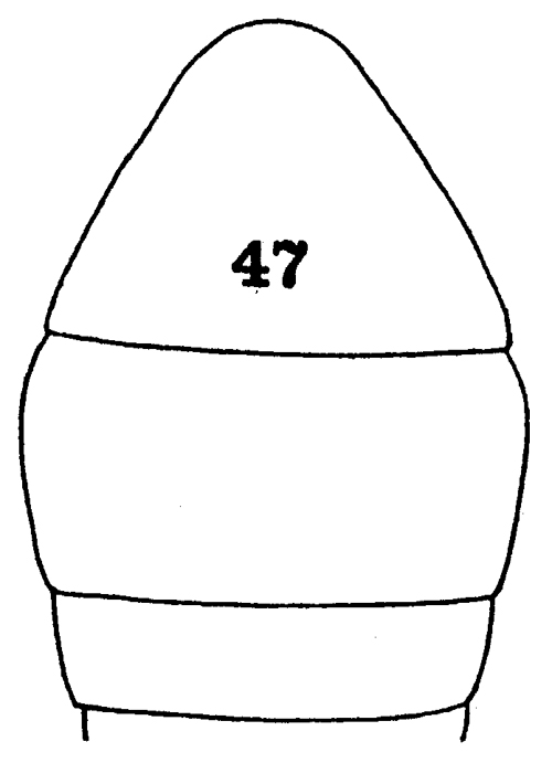 Espèce Phaenna latus - Planche 1 de figures morphologiques
