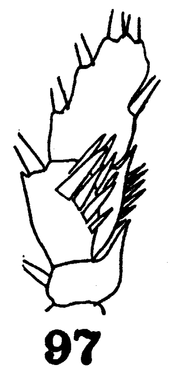 Espèce Phaenna latus - Planche 3 de figures morphologiques