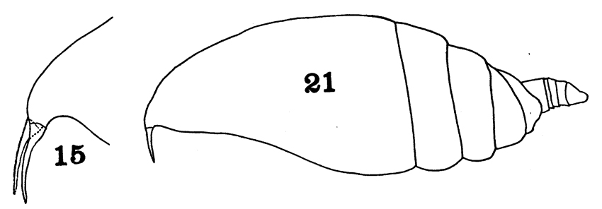 Espèce Scopalatum vorax - Planche 5 de figures morphologiques