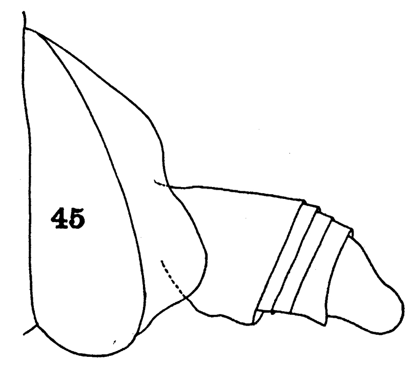 Espèce Scopalatum vorax - Planche 6 de figures morphologiques