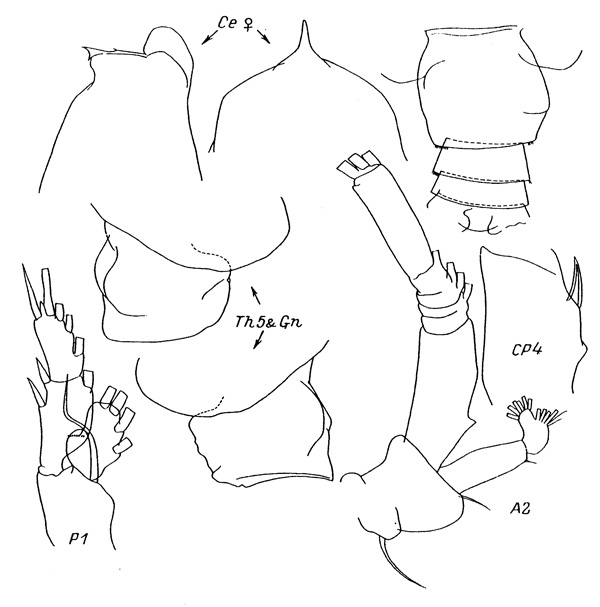 Espèce Euchirella bitumida - Planche 2 de figures morphologiques
