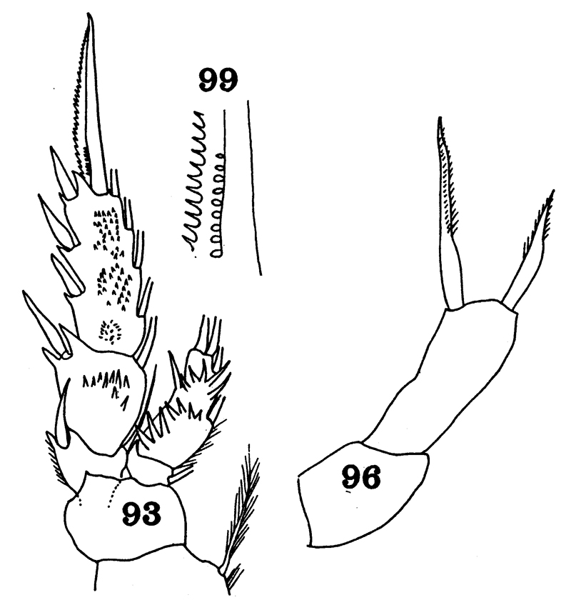 Espèce Scopalatum vorax - Planche 8 de figures morphologiques
