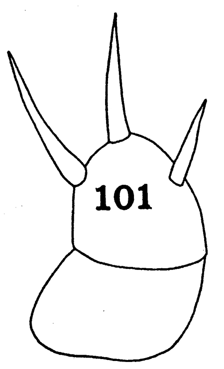 Espce Lophothrix latipes - Planche 10 de figures morphologiques