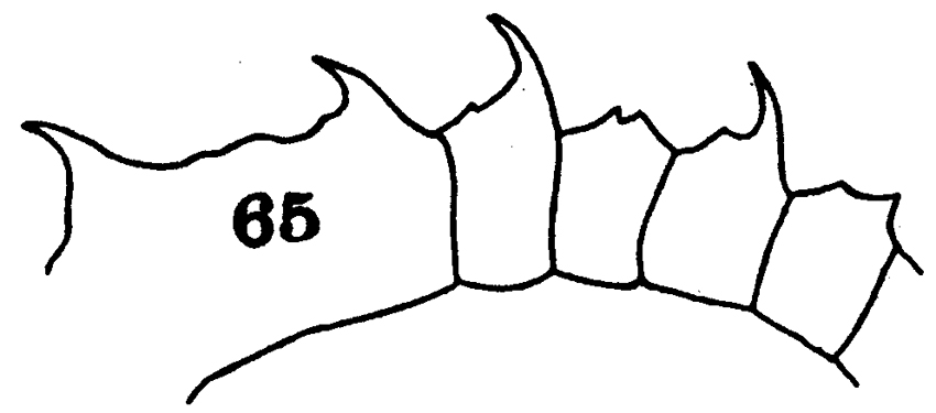 Species Pleuromamma quadrungulata - Plate 5 of morphological figures