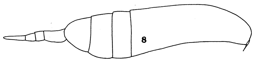 Espce Augaptilus lamellifer - Planche 1 de figures morphologiques