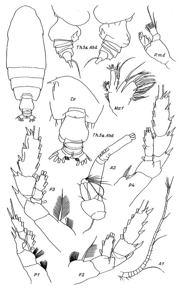 Espce Euchirella formosa - Planche 2 de figures morphologiques