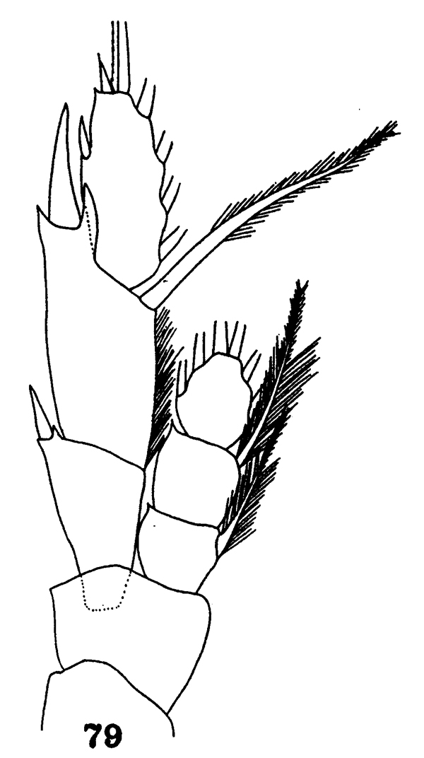 Species Disseta scopularis - Plate 8 of morphological figures