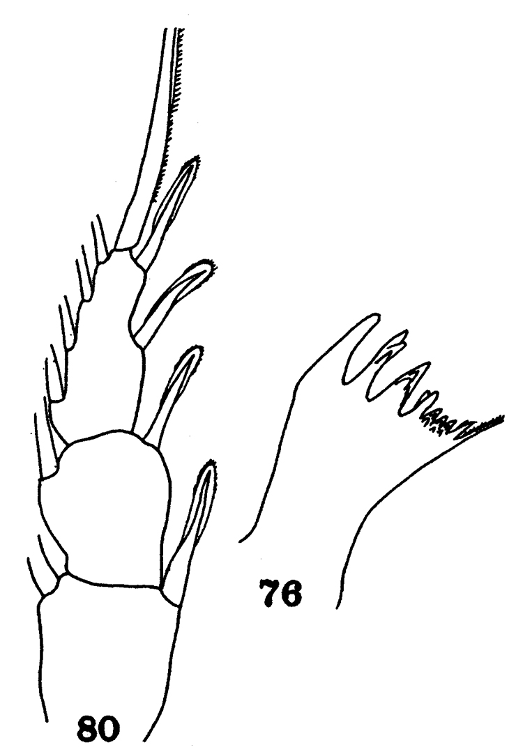 Espèce Disseta palumbii - Planche 21 de figures morphologiques
