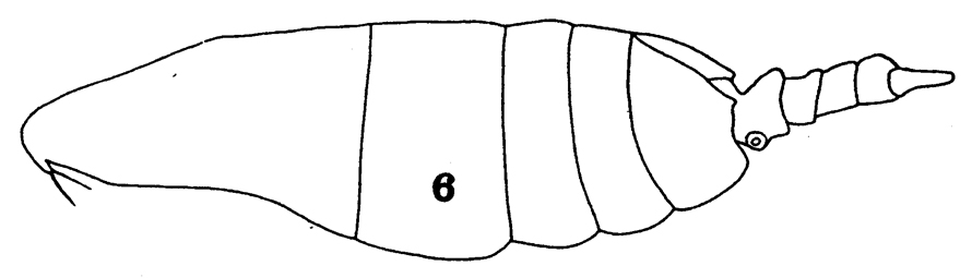 Espce Paraugaptilus buchani - Planche 7 de figures morphologiques