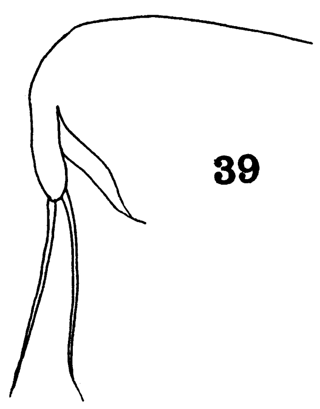 Espce Paraugaptilus buchani - Planche 8 de figures morphologiques
