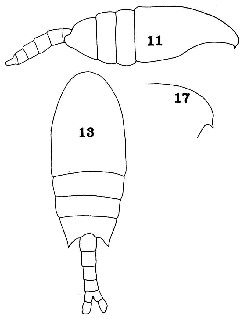 Species Nullosetigera integer - Plate 1 of morphological figures