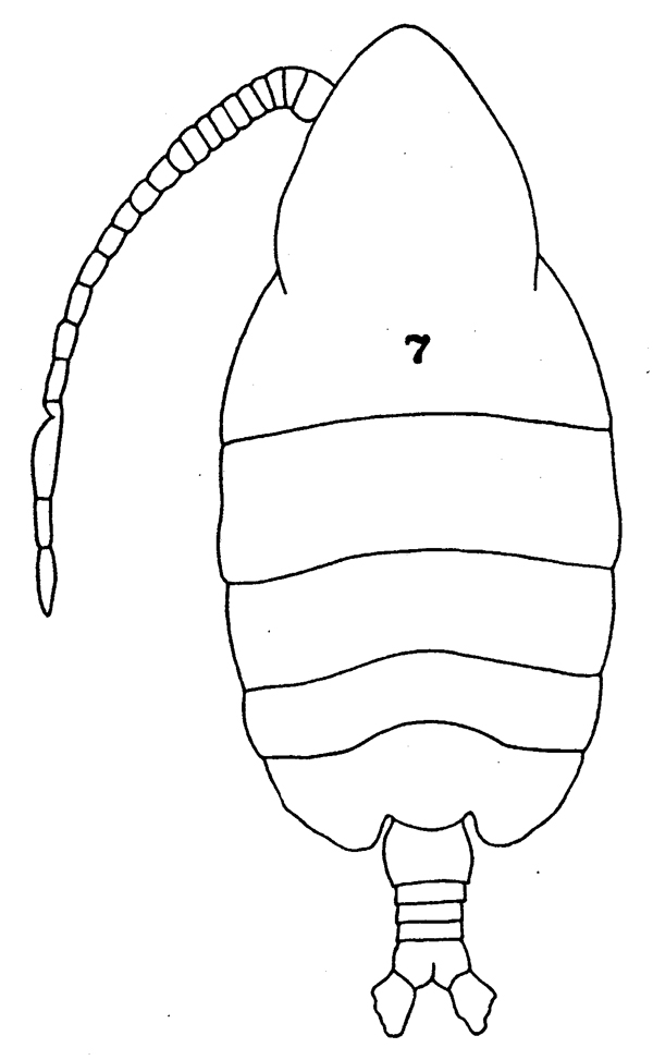 Espce Centraugaptilus lucidus - Planche 1 de figures morphologiques