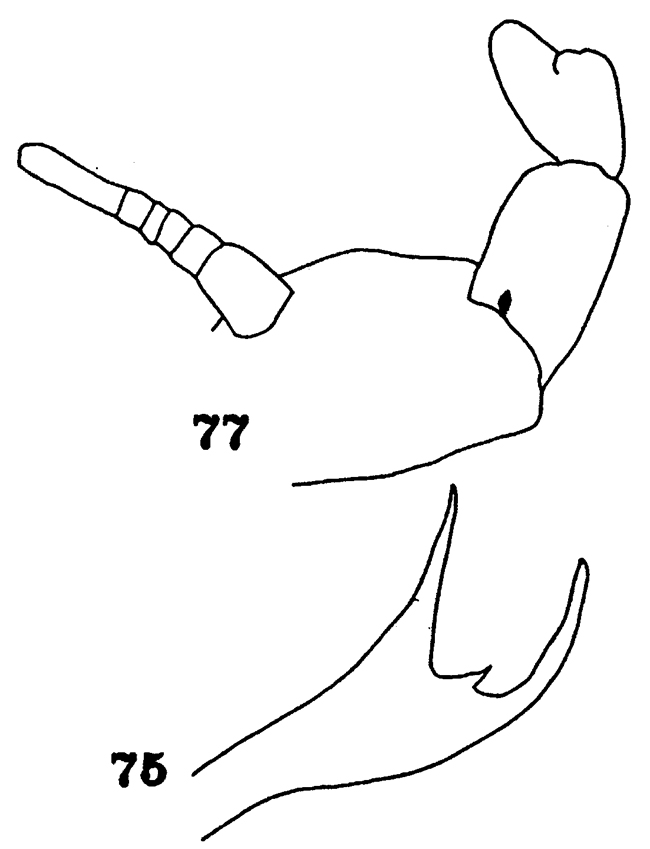 Espce Centraugaptilus lucidus - Planche 3 de figures morphologiques