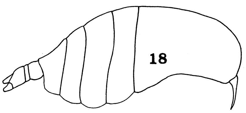 Species Centraugaptilus macrodus - Plate 1 of morphological figures