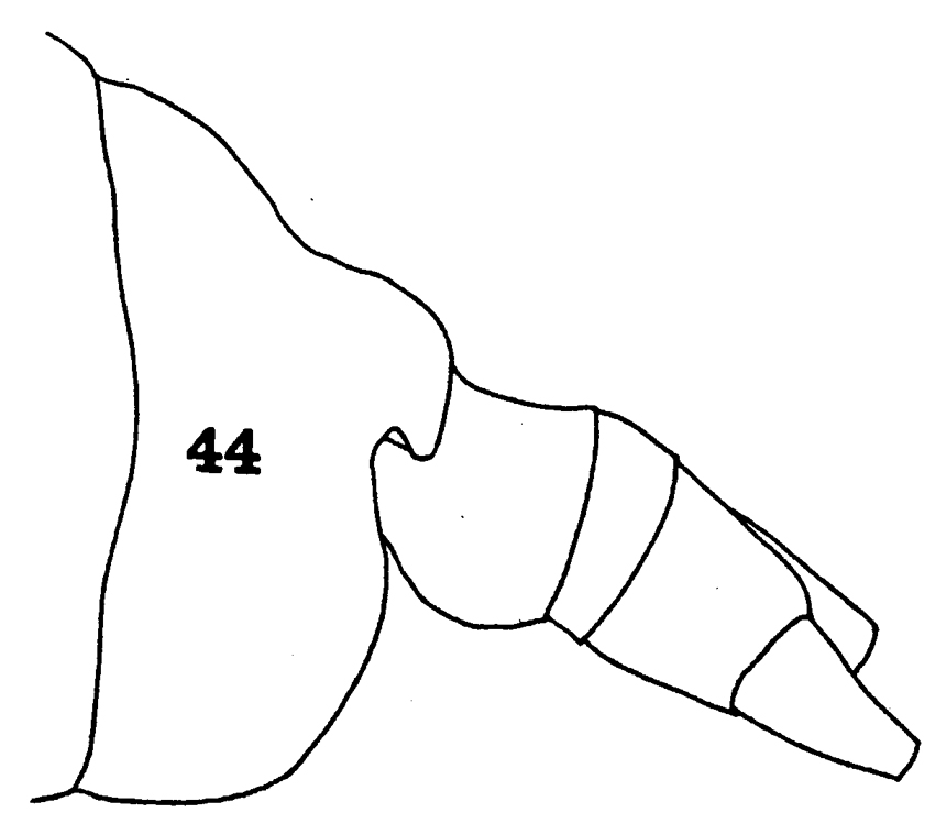 Espce Centraugaptilus macrodus - Planche 2 de figures morphologiques
