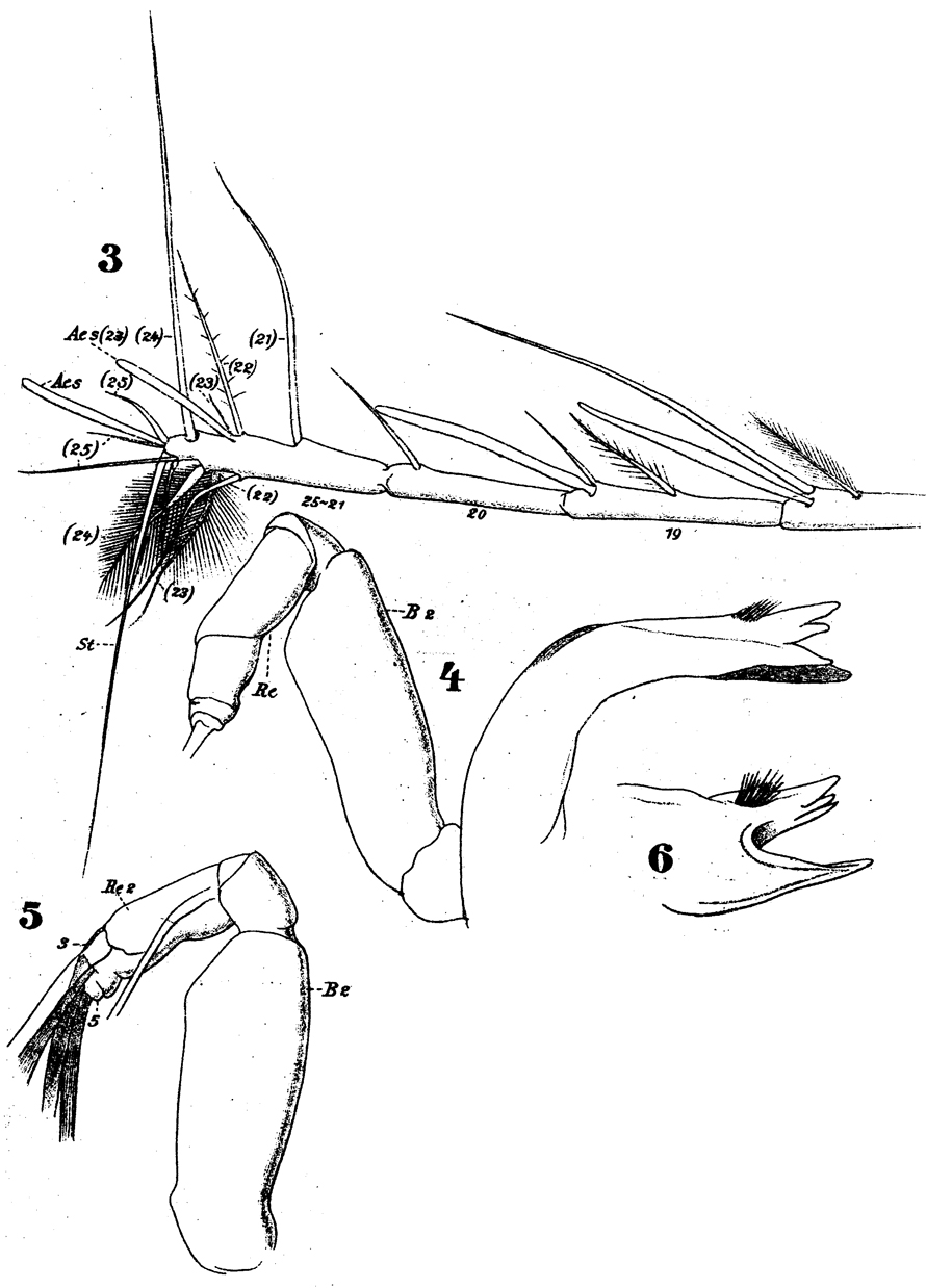 Species Arietellus setosus - Plate 7 of morphological figures