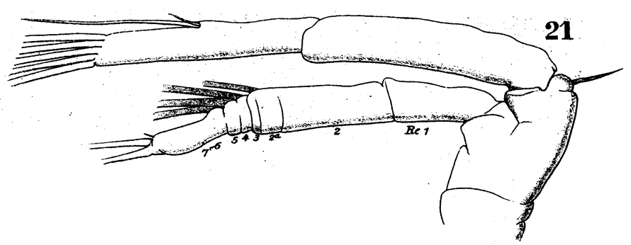 Espce Arietellus setosus - Planche 8 de figures morphologiques