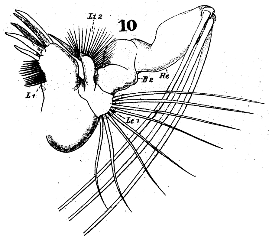 Espce Arietellus setosus - Planche 9 de figures morphologiques