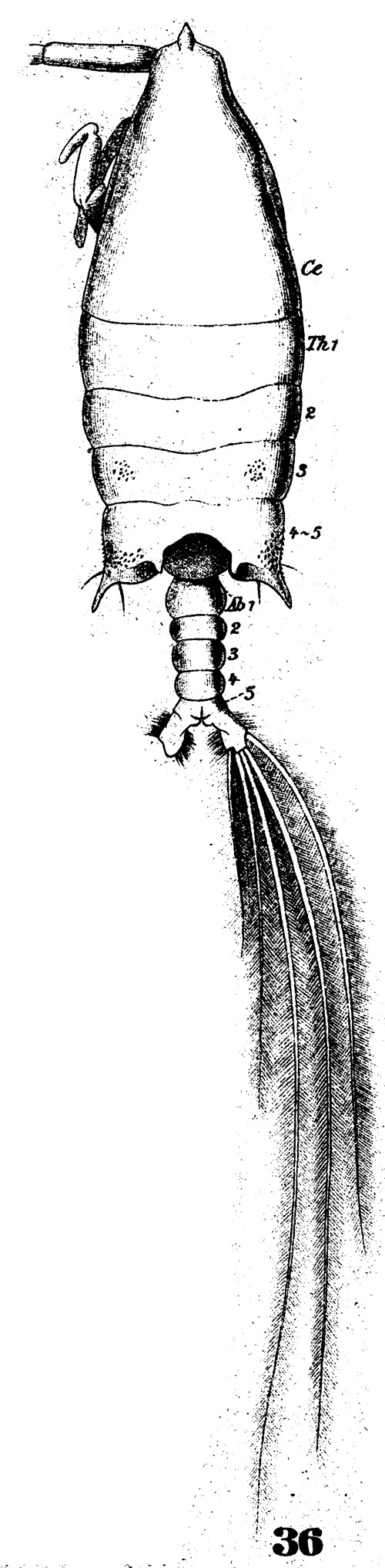 Species Arietellus setosus - Plate 12 of morphological figures