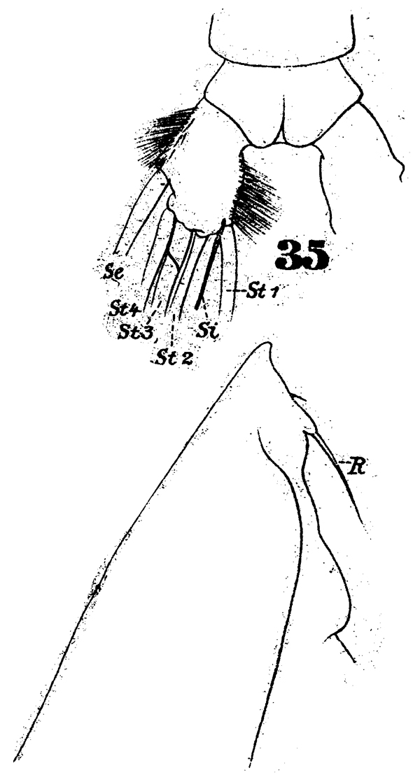 Espce Arietellus setosus - Planche 13 de figures morphologiques