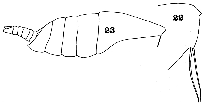 Espce Arietellus setosus - Planche 14 de figures morphologiques