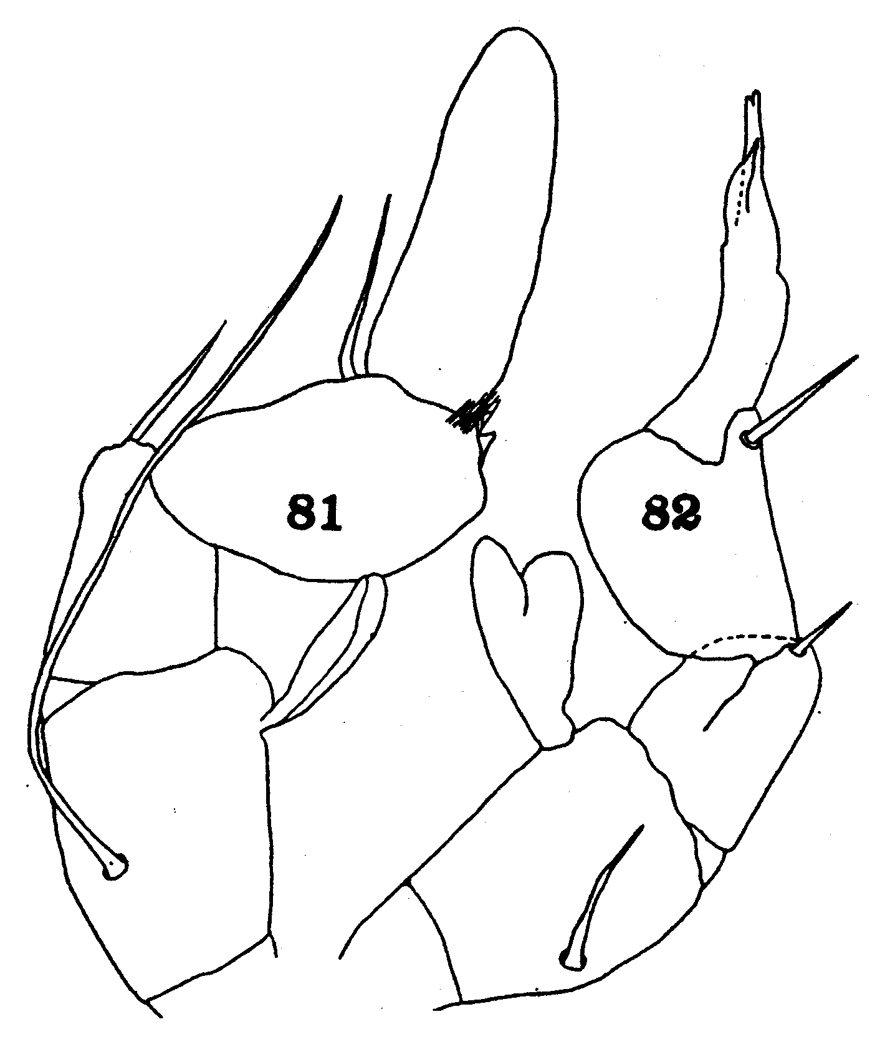 Espce Arietellus setosus - Planche 15 de figures morphologiques