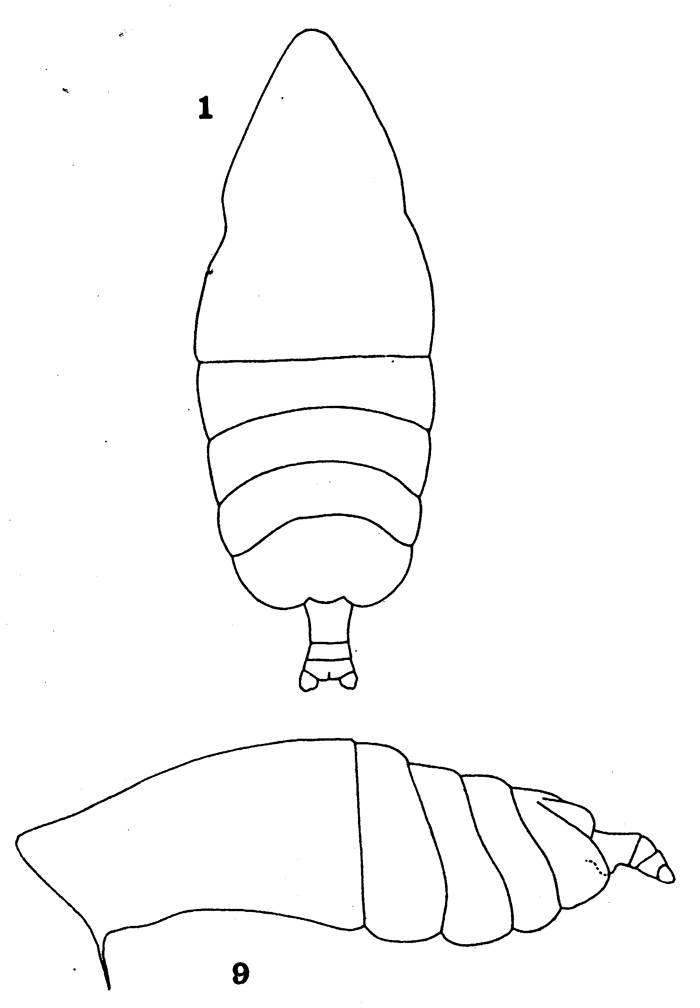 Espce Centraugaptilus horridus - Planche 6 de figures morphologiques