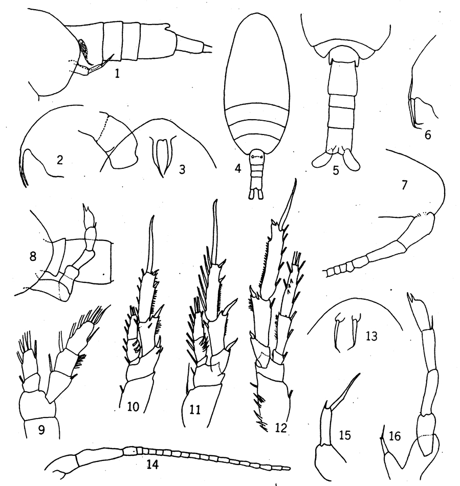 Species Paracalanus parvus - Plate 13 of morphological figures