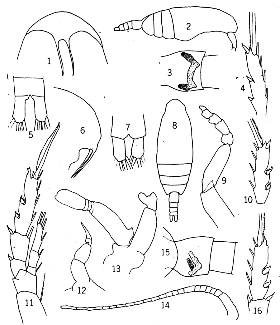Espèce Ctenocalanus vanus - Planche 7 de figures morphologiques