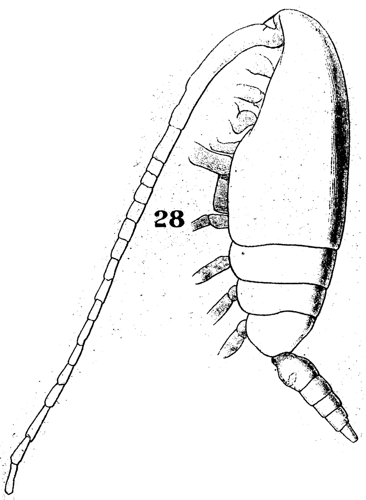 Espèce Ctenocalanus vanus - Planche 9 de figures morphologiques